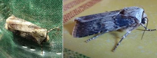 Réf. 212 474 : Agrotis puta